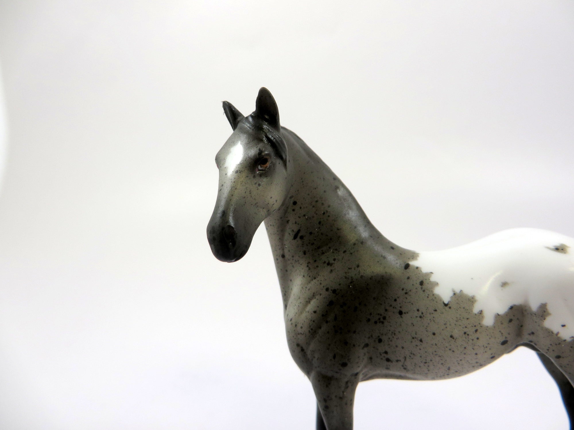 SOLOMON-LE-6 BLUE ROAN STANDING DRAFT APPALOOSA CHIP EQ 19