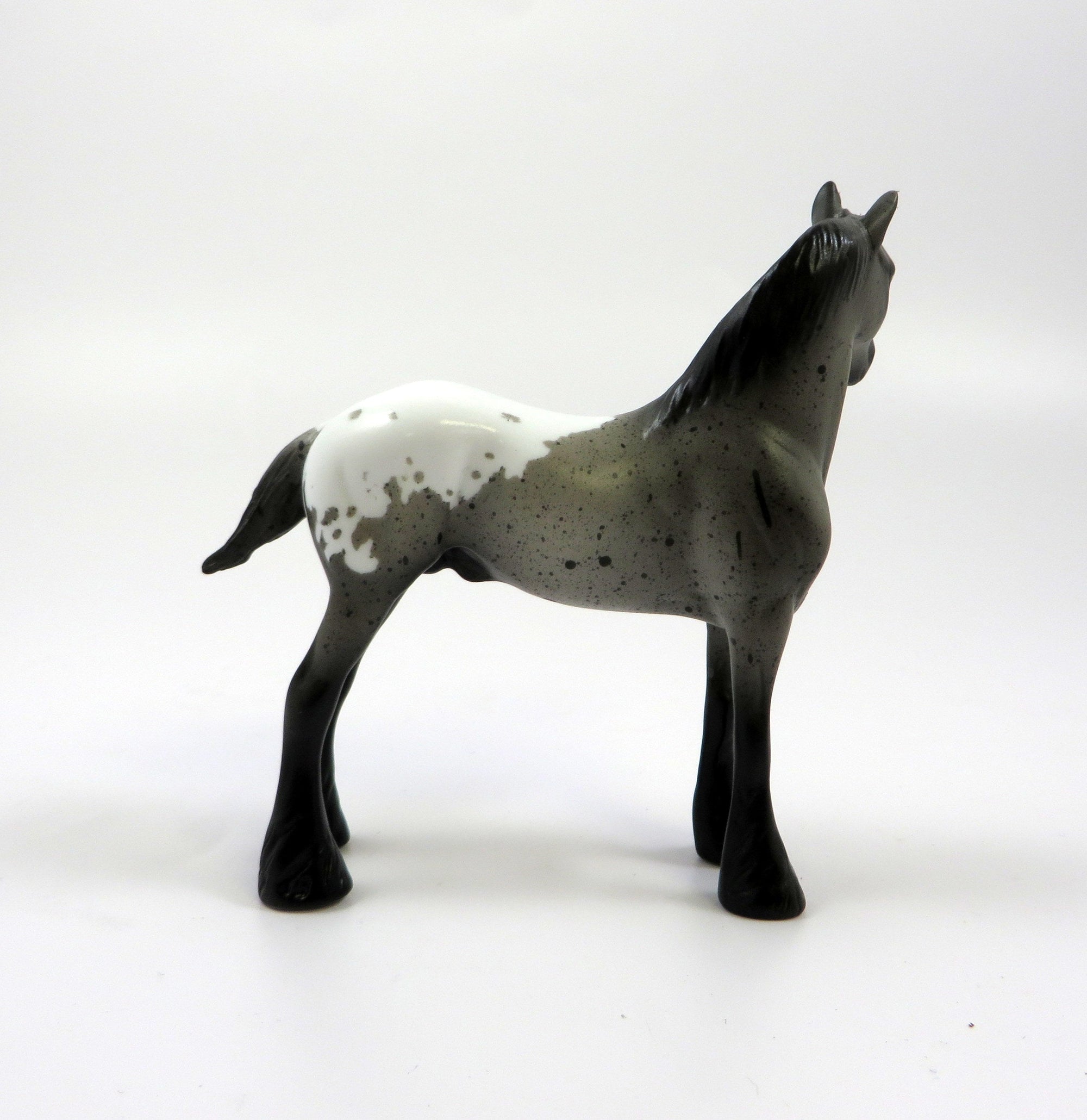 SOLOMON-LE-6 BLUE ROAN STANDING DRAFT APPALOOSA CHIP EQ 19