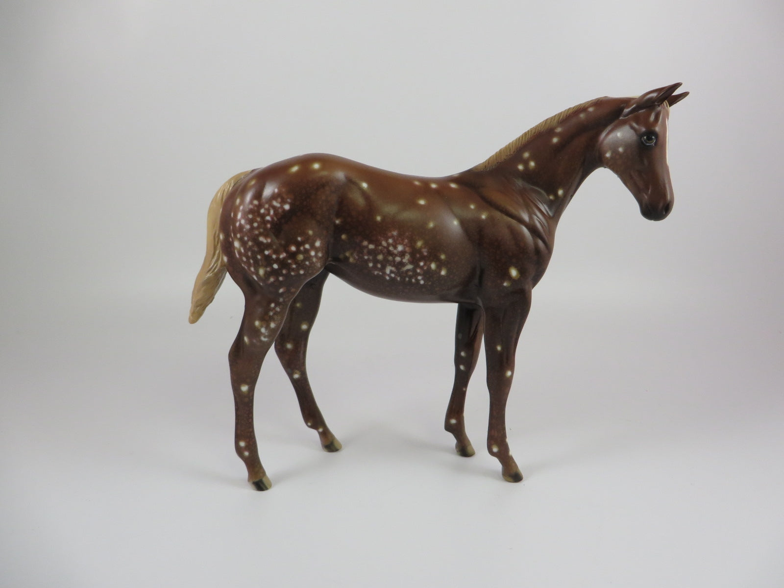 PUMPKIN SPICE-OOAK CHESTNUT SNOWFLAKE APPALOOSA WEANLING LHS 19