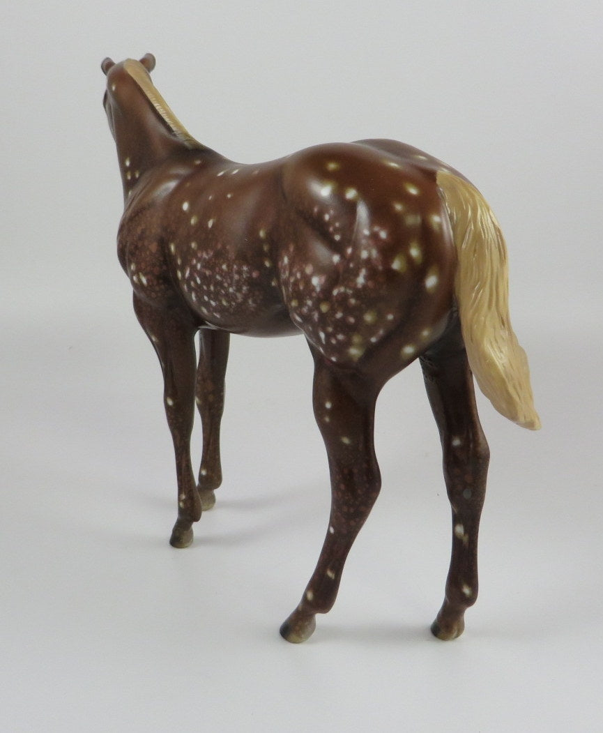 PUMPKIN SPICE-OOAK CHESTNUT SNOWFLAKE APPALOOSA WEANLING LHS 19