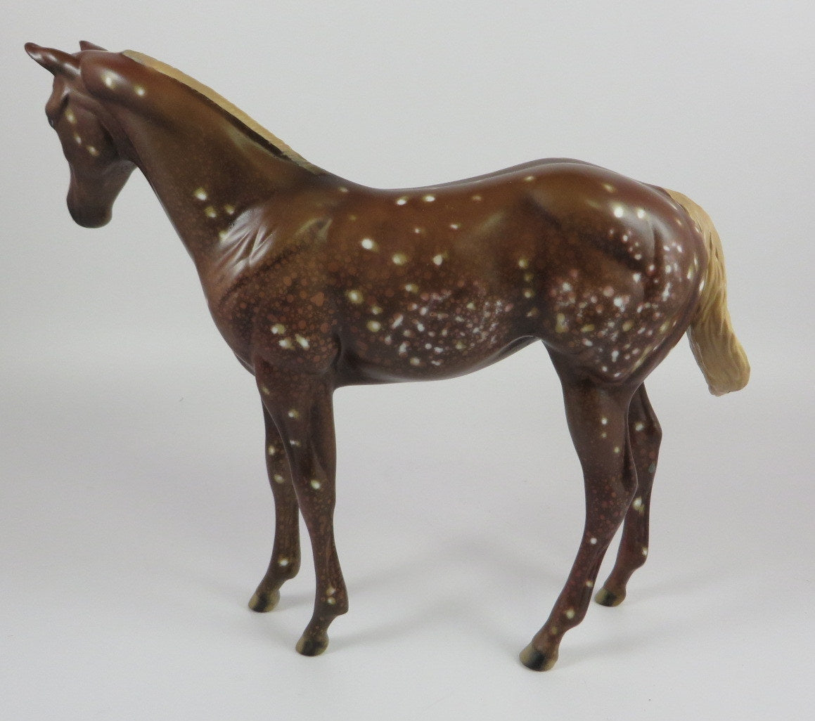 PUMPKIN SPICE-OOAK CHESTNUT SNOWFLAKE APPALOOSA WEANLING LHS 19