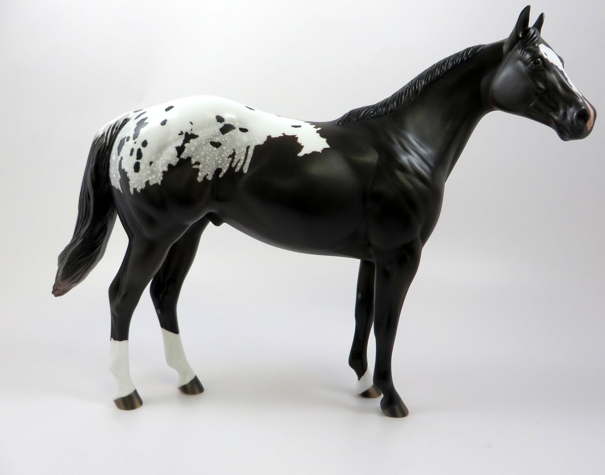black appaloosa