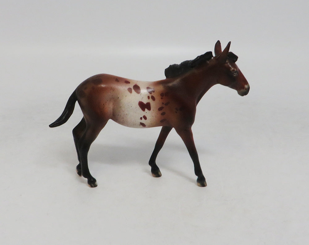 appaloosa 