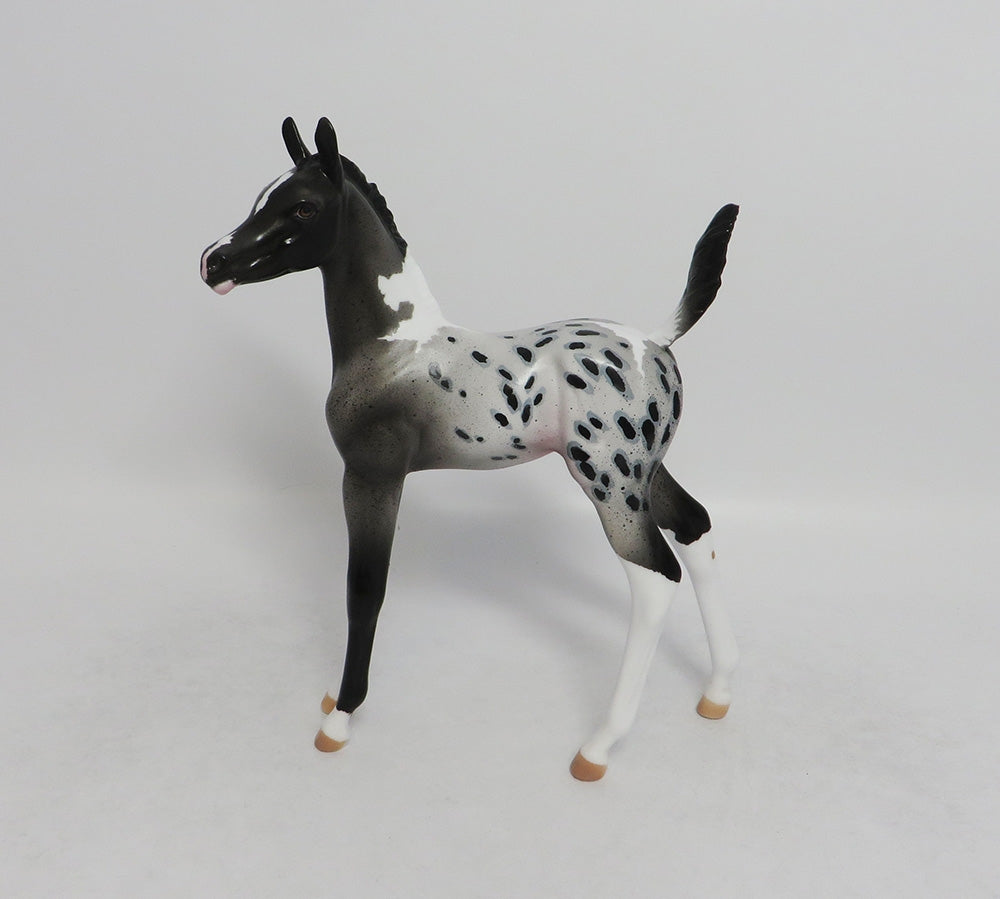 Gray Appaloosa
