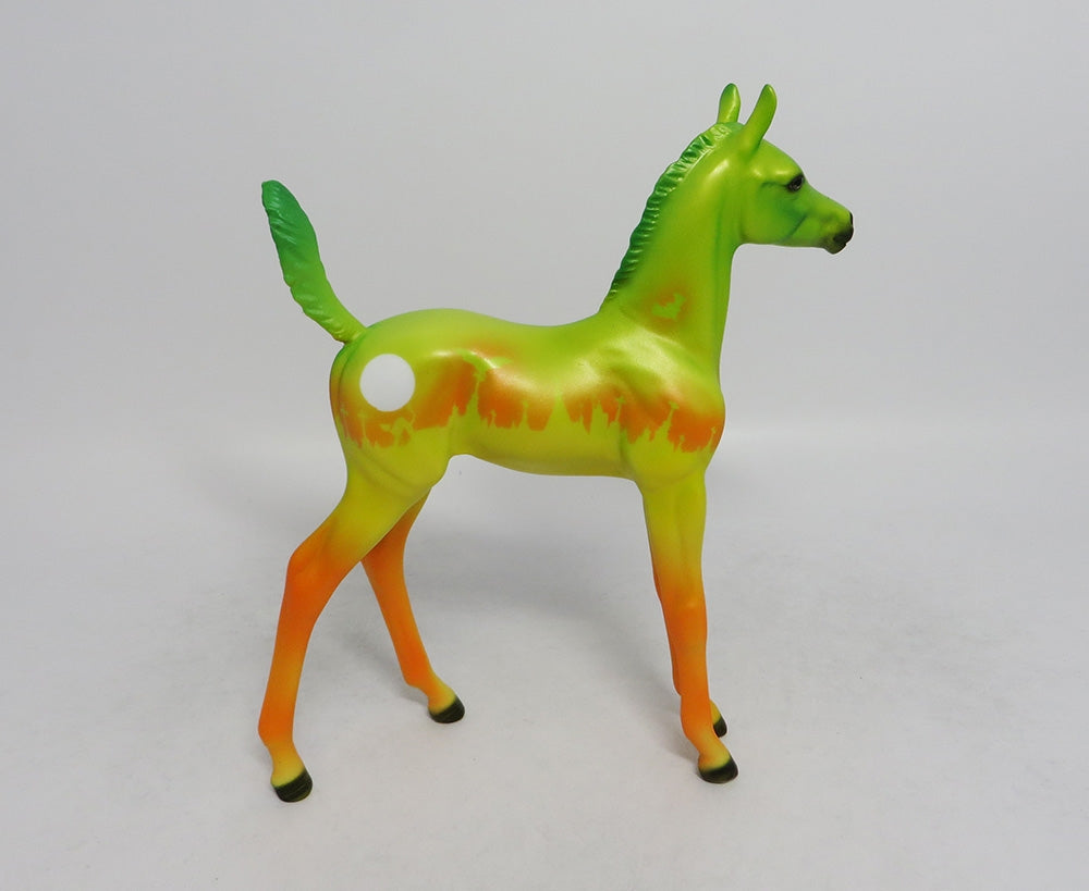 LATICIA-LE-5 HALLOWEEN FOAL WITH ORANGE POINTS 8/31/18