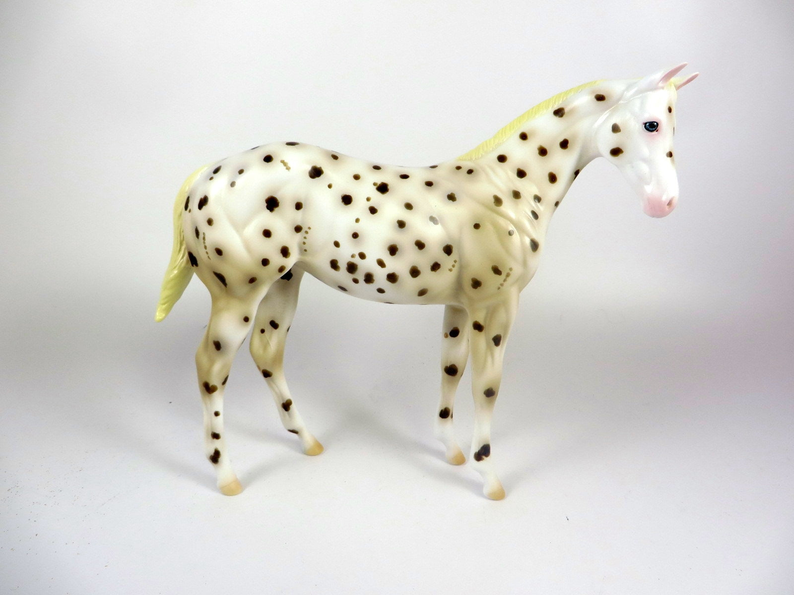 RISLEY -- OOAK BROWN LEOPARD APPALOOSA WEANLING BY AL KATT LHS 19