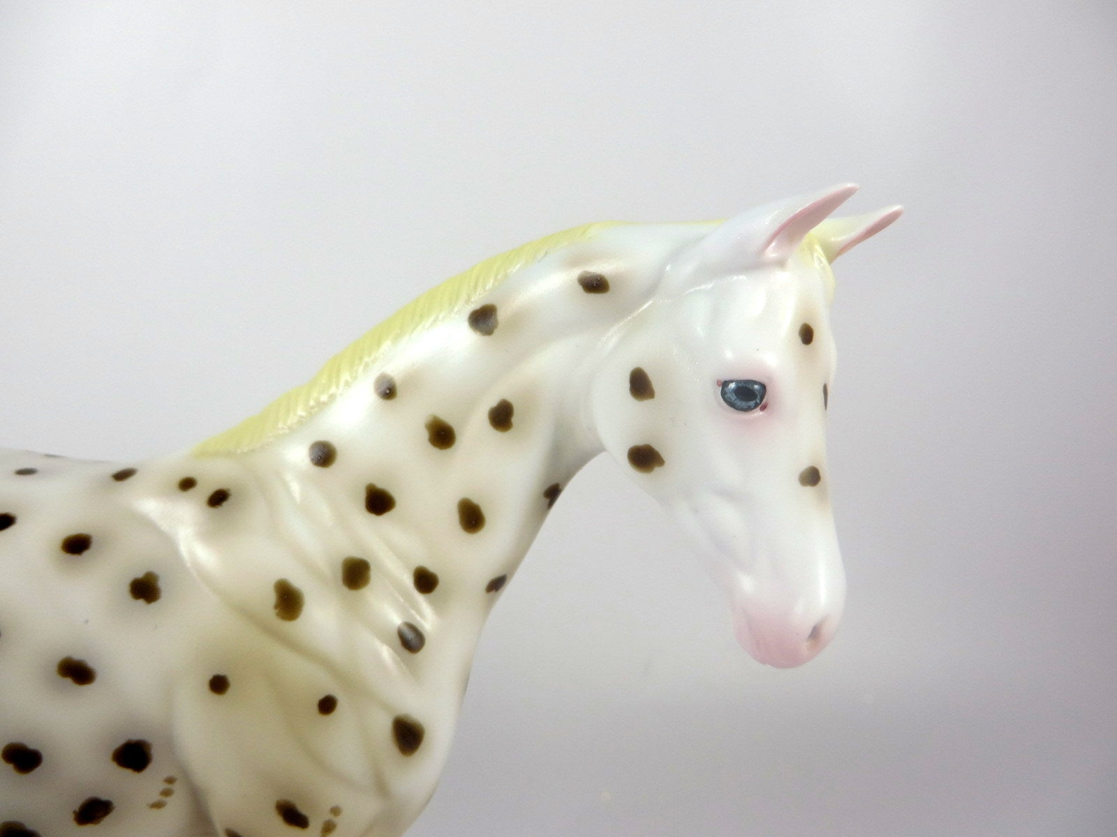 RISLEY -- OOAK BROWN LEOPARD APPALOOSA WEANLING BY AL KATT LHS 19