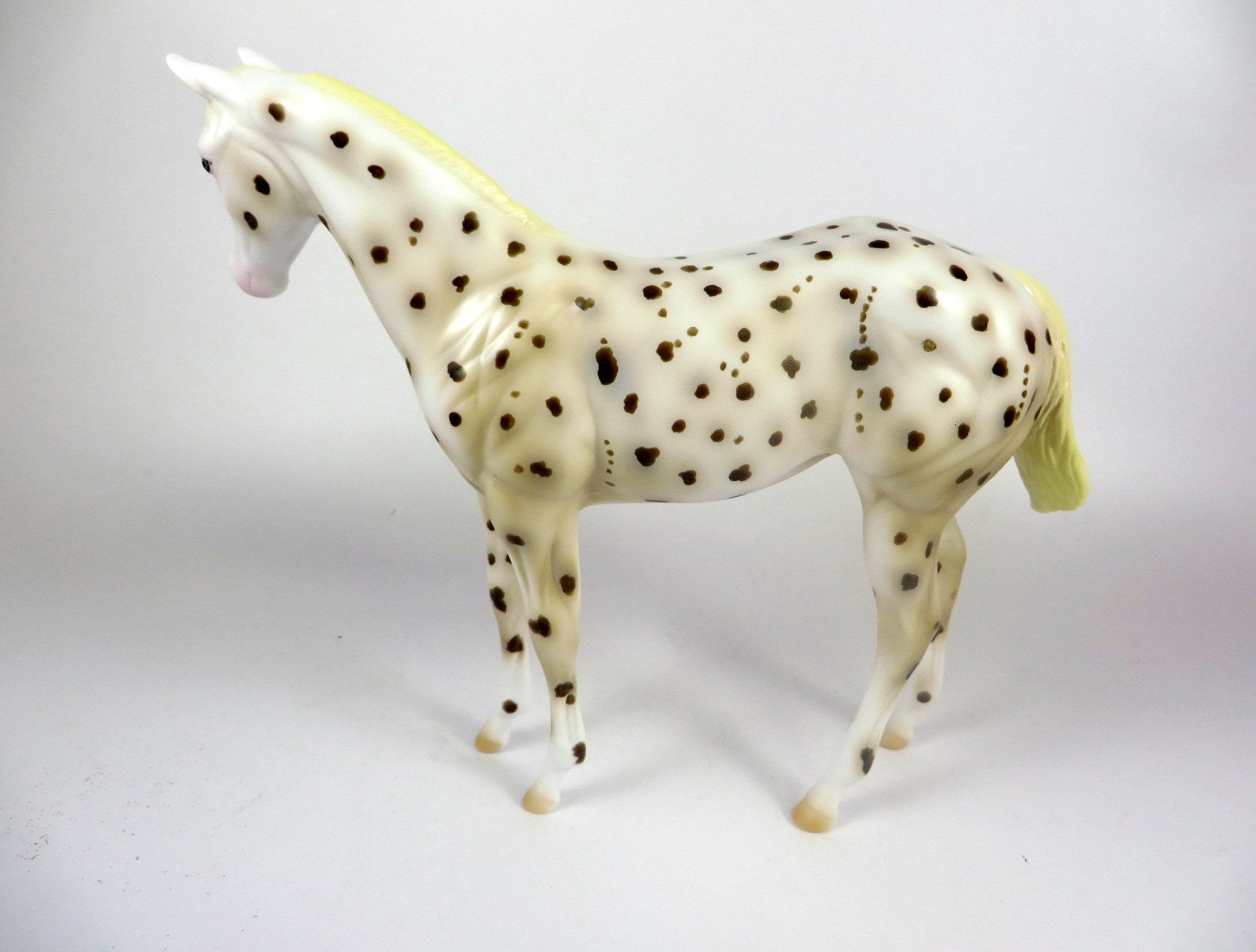 RISLEY -- OOAK BROWN LEOPARD APPALOOSA WEANLING BY AL KATT LHS 19