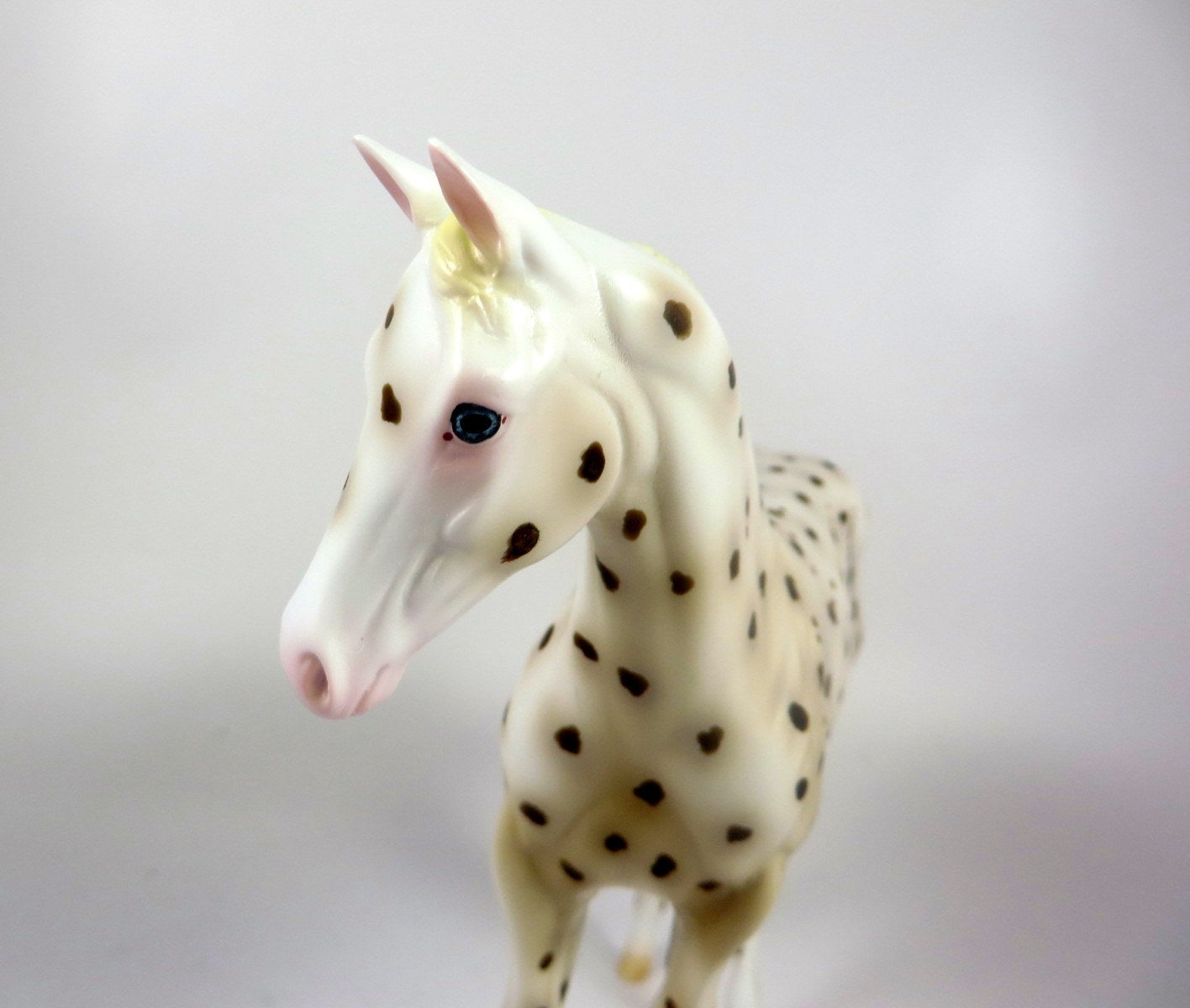 RISLEY -- OOAK BROWN LEOPARD APPALOOSA WEANLING BY AL KATT LHS 19