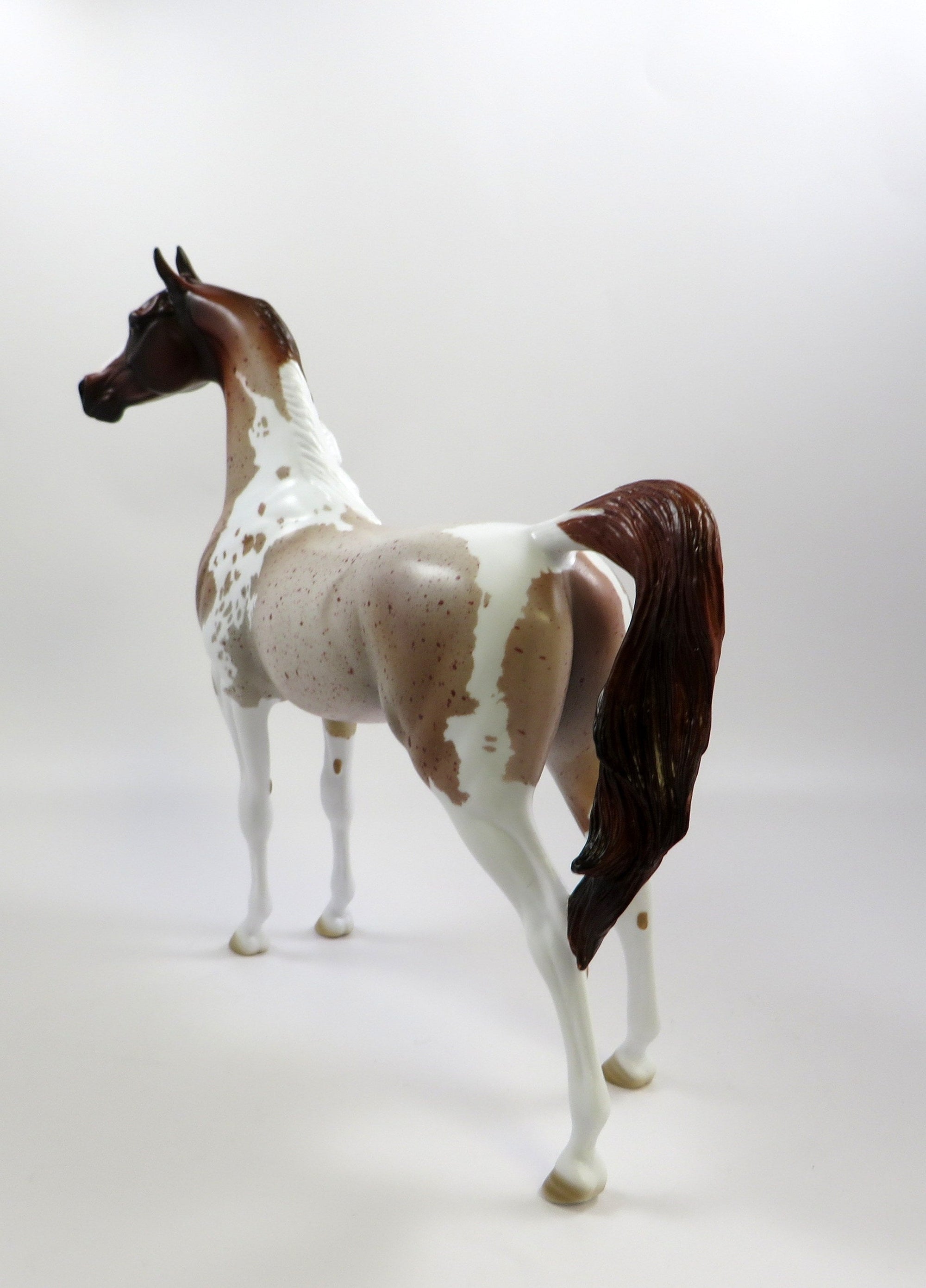 RED BARON-OOAK CHESTNUT PINTALOOSA ARABIAN BY AUDREY DIXON 5/23/19