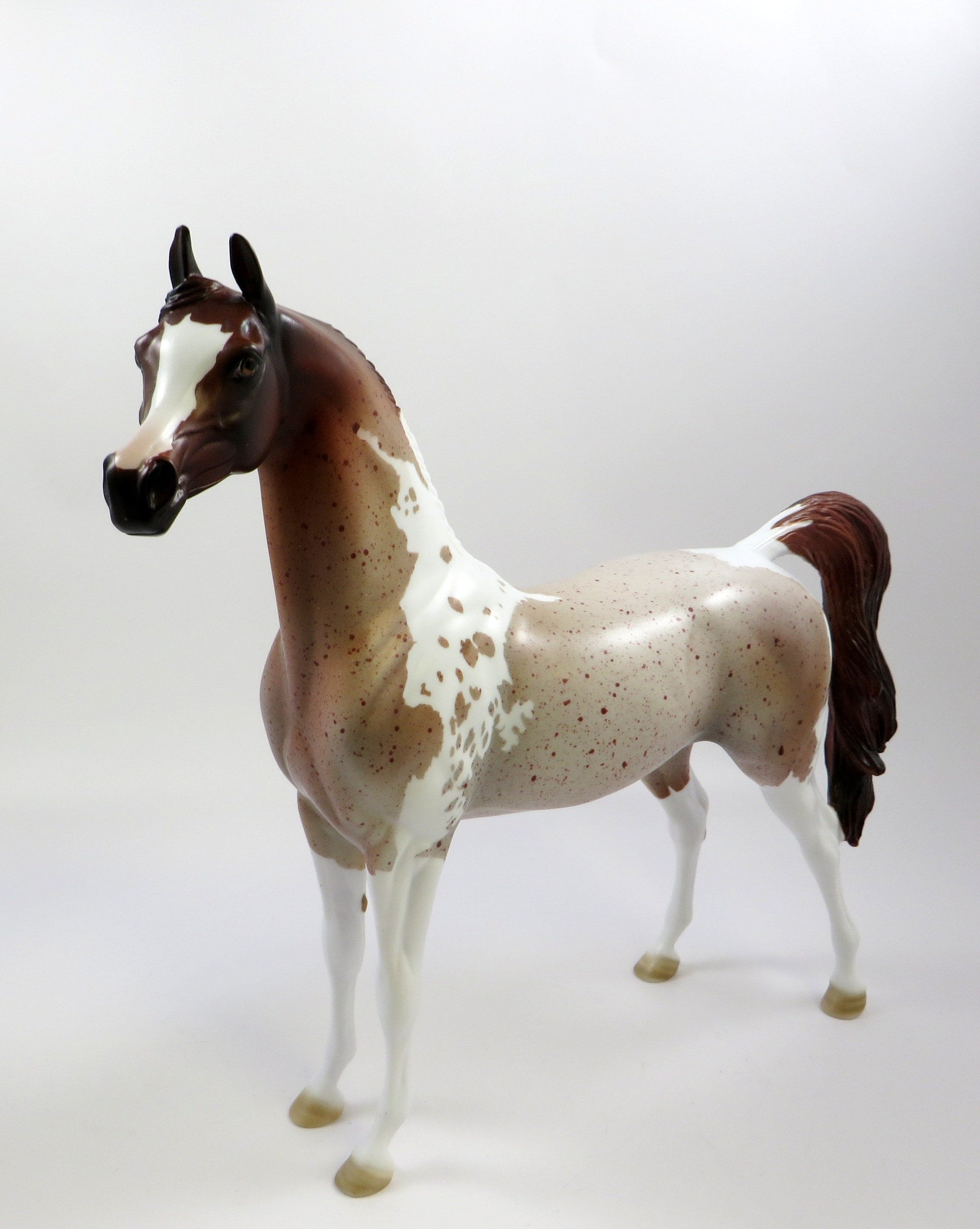 RED BARON-OOAK CHESTNUT PINTALOOSA ARABIAN BY AUDREY DIXON 5/23/19