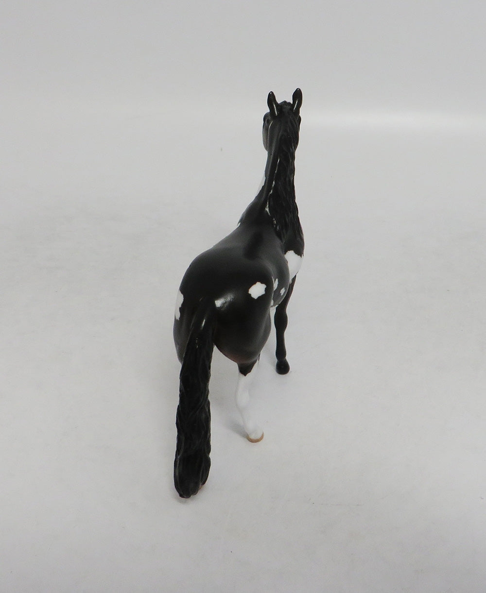 UNCLE FREDDY- OOAK DARK BROWN PAINT ANDALUSIAN CHIP BY JAS FANNING LHS 2018