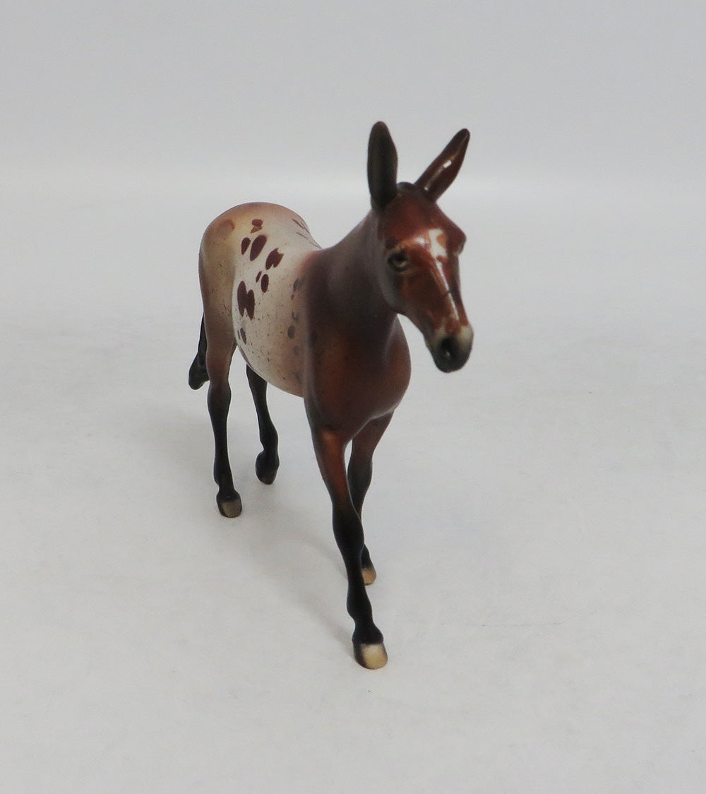 AMANDA APPALOOSA-LE-10-NC BAY APPALOOSA MULE CHIP LHS 201