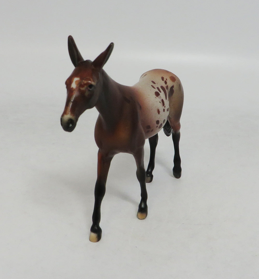 AMANDA APPALOOSA-LE-10-NC BAY APPALOOSA MULE CHIP LHS 201