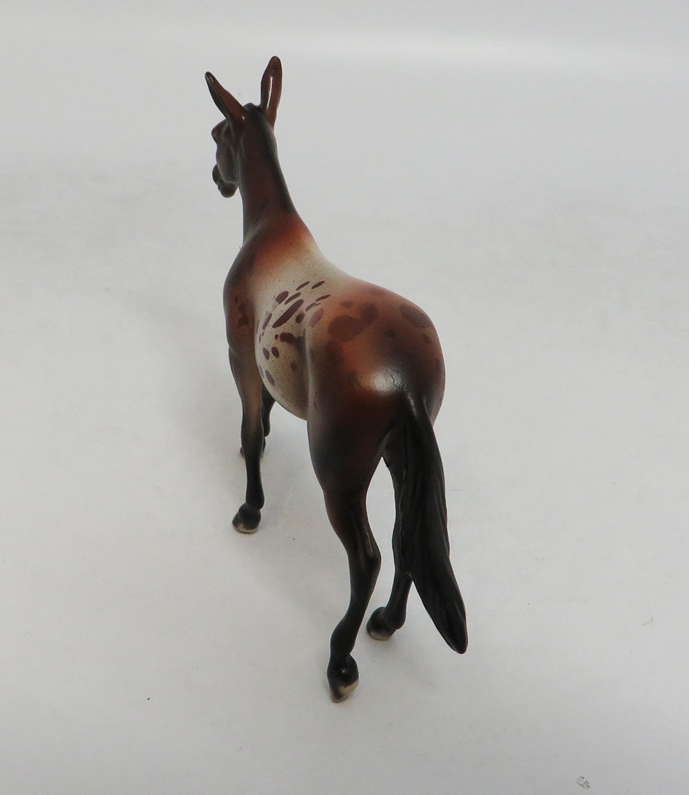 AMANDA APPALOOSA-LE-10-NC BAY APPALOOSA MULE CHIP LHS 201