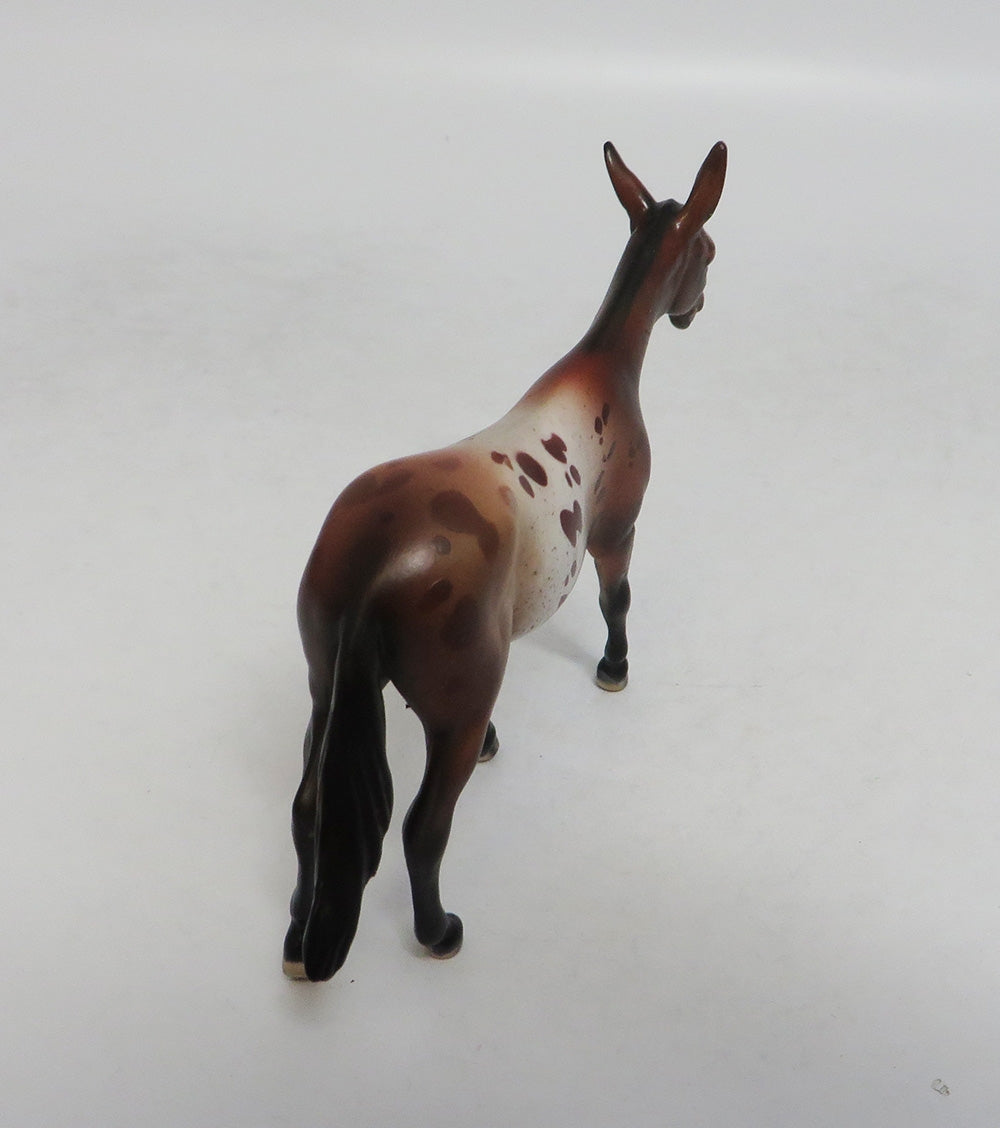 AMANDA APPALOOSA-LE-10-NC BAY APPALOOSA MULE CHIP LHS 201