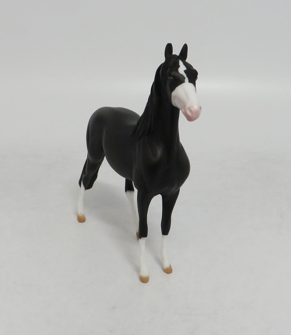 INTREPID THUNDER- OOAK BLACK MORGAN  CHIP 09/19/2019