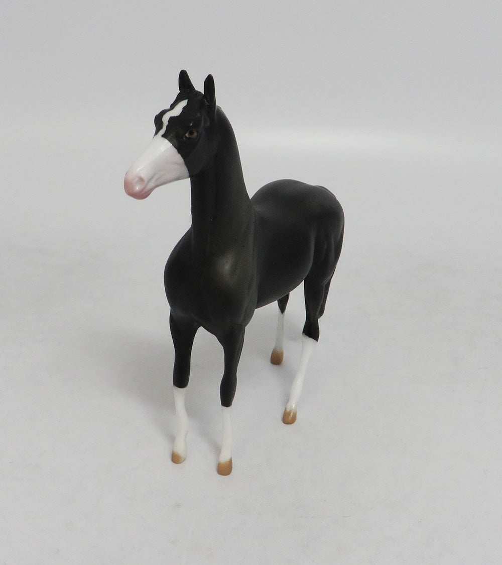 INTREPID THUNDER- OOAK BLACK MORGAN  CHIP 09/19/2019