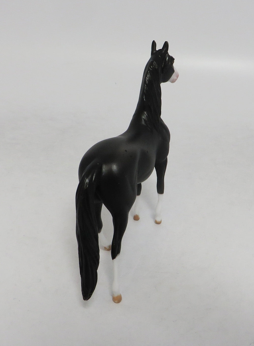 INTREPID THUNDER- OOAK BLACK MORGAN  CHIP 09/19/2019