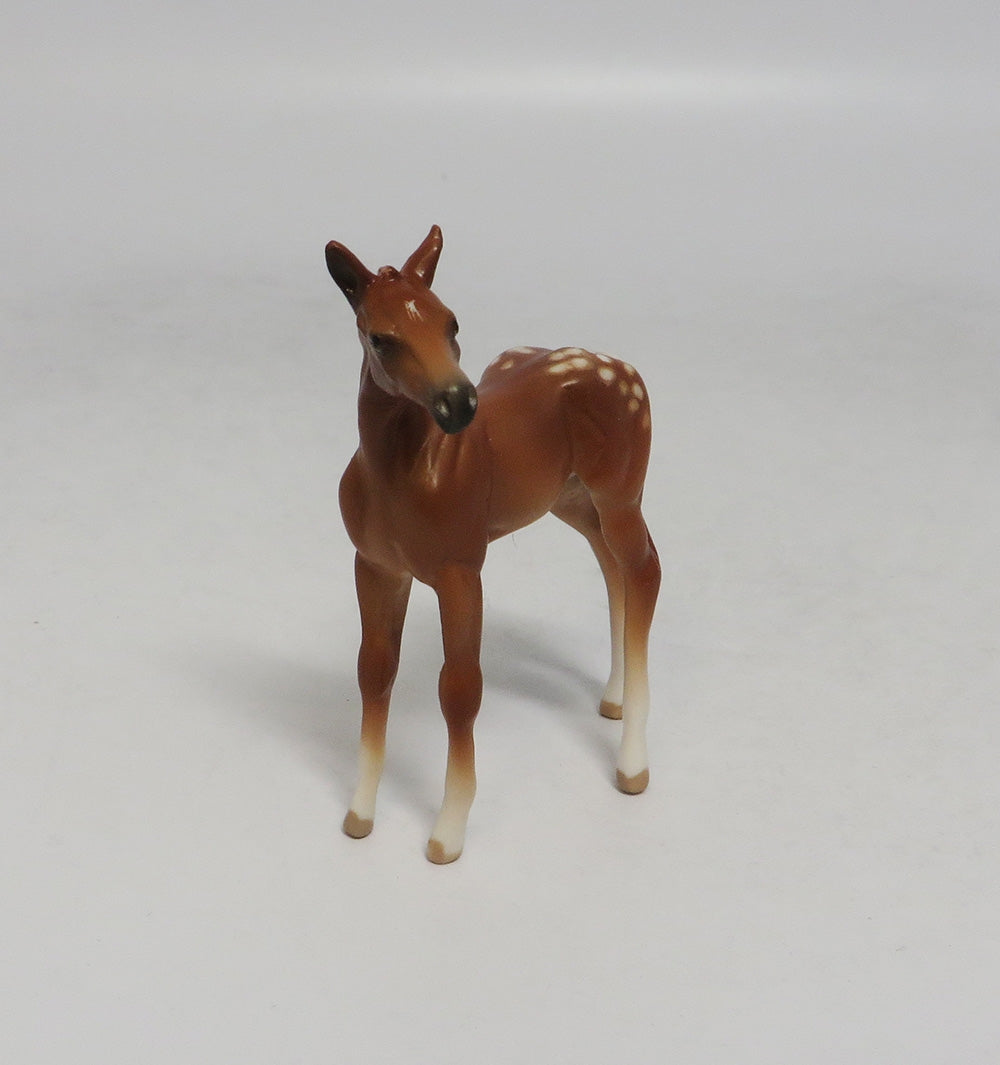 DESTIN-OOAK CHESTNUT APPALOOSA CHIP SW 2018