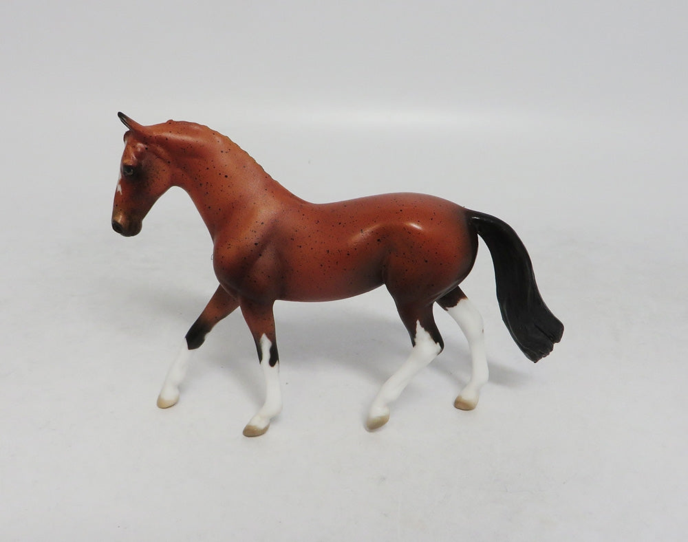 Bay appaloosa 
