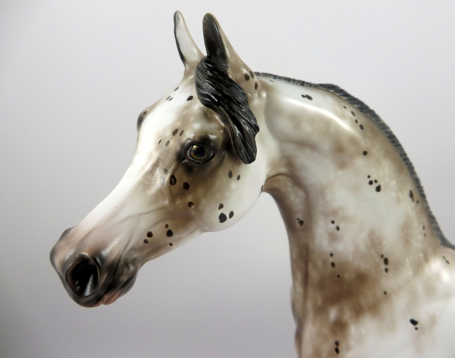 HICKORY-OOAK BAY LEOPARD ARABIAN BY SHERYL LEISURE MM19