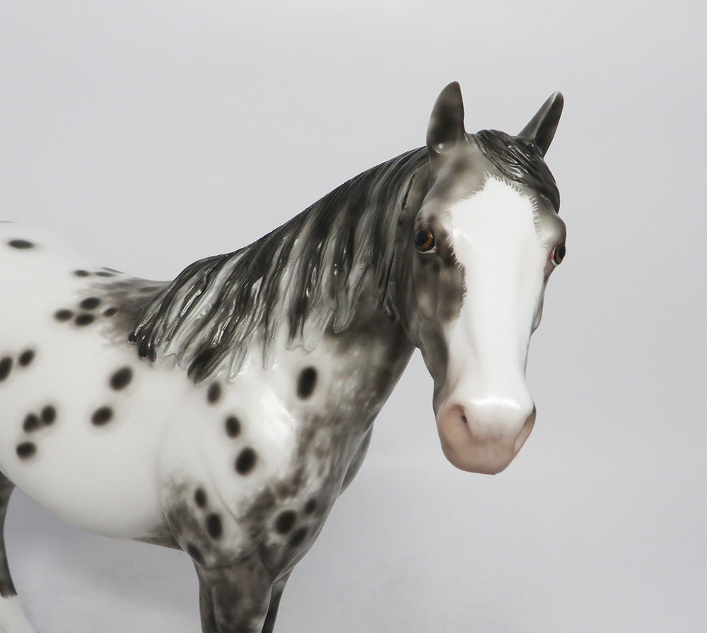 appaloosa