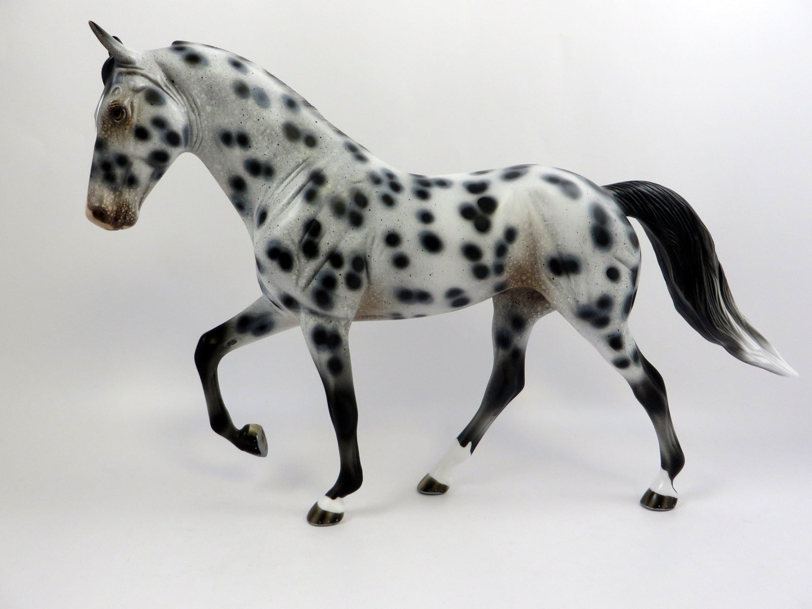 LOUD APPALOOSA
