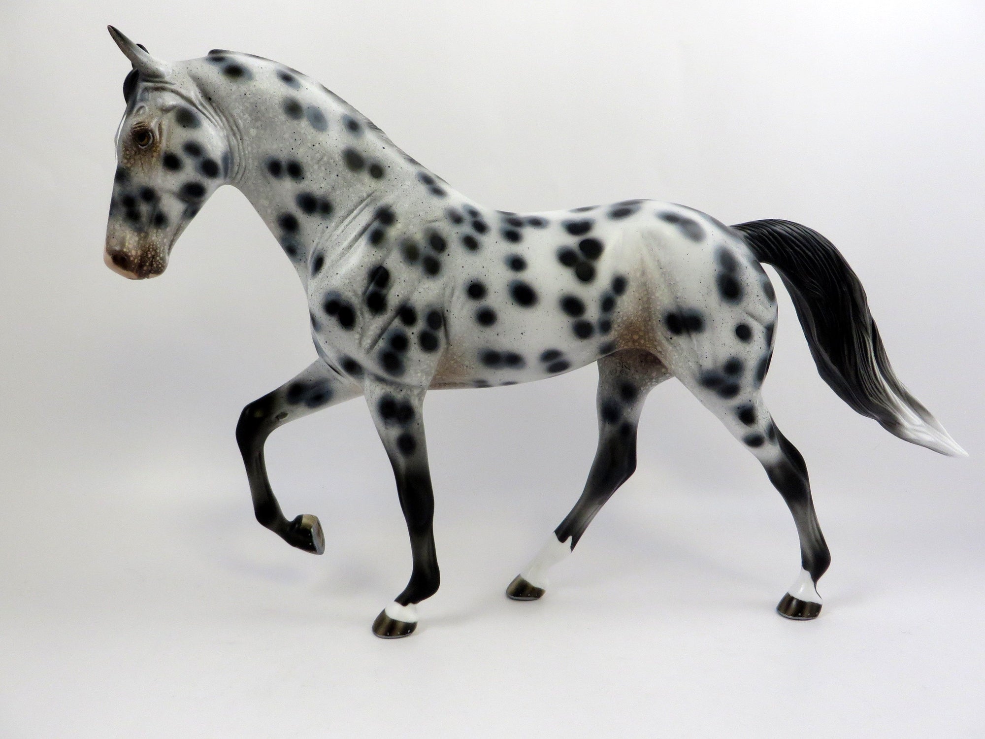 LOUD APPALOOSA