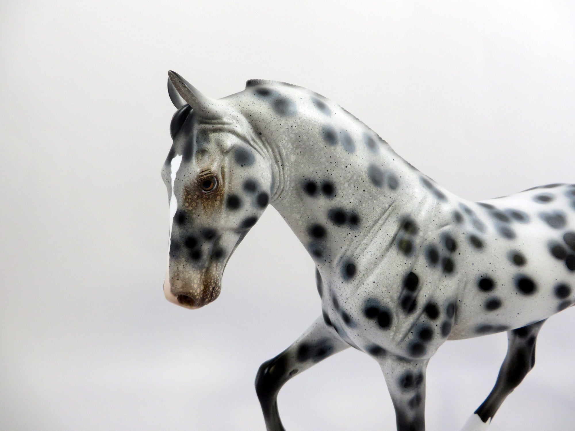 SPOTS GALORE-OOAK LOUD TENNESSEE WALKER 6/14/19