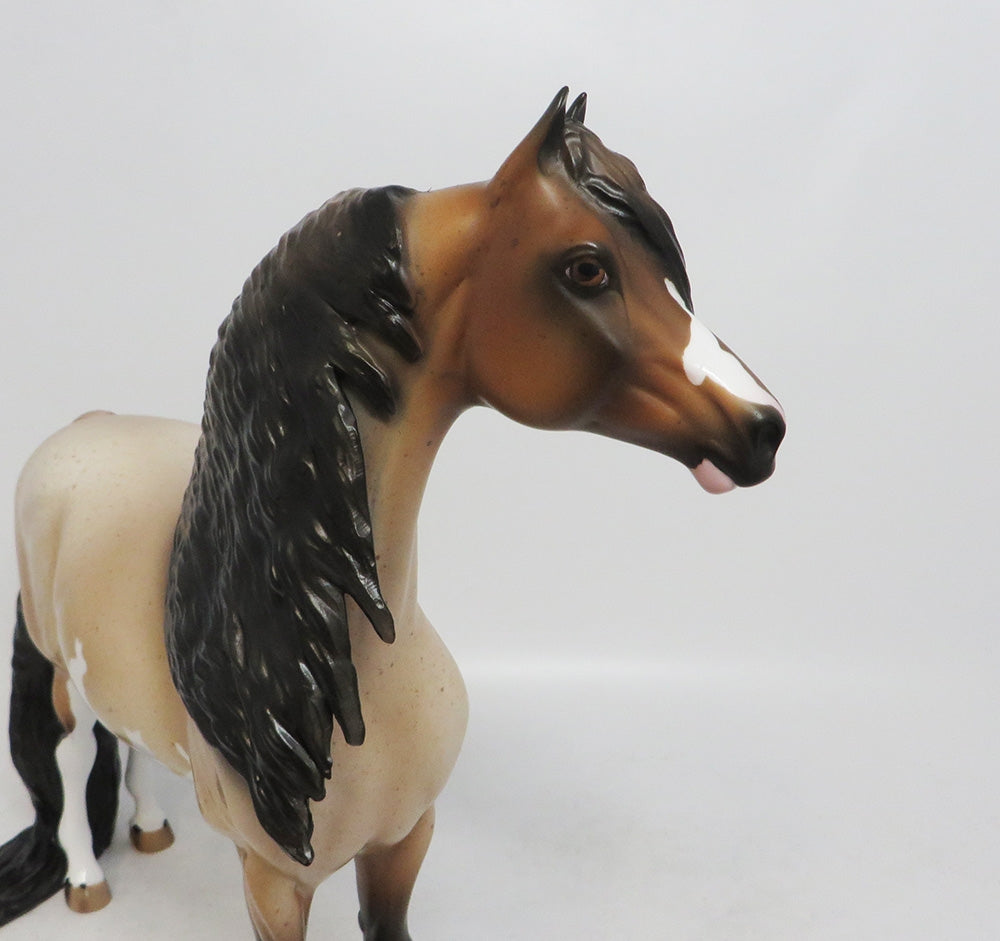 MEDICINE BOW-OOAK CHESTNUT ROAN PINTO MORGAN 10/11/18