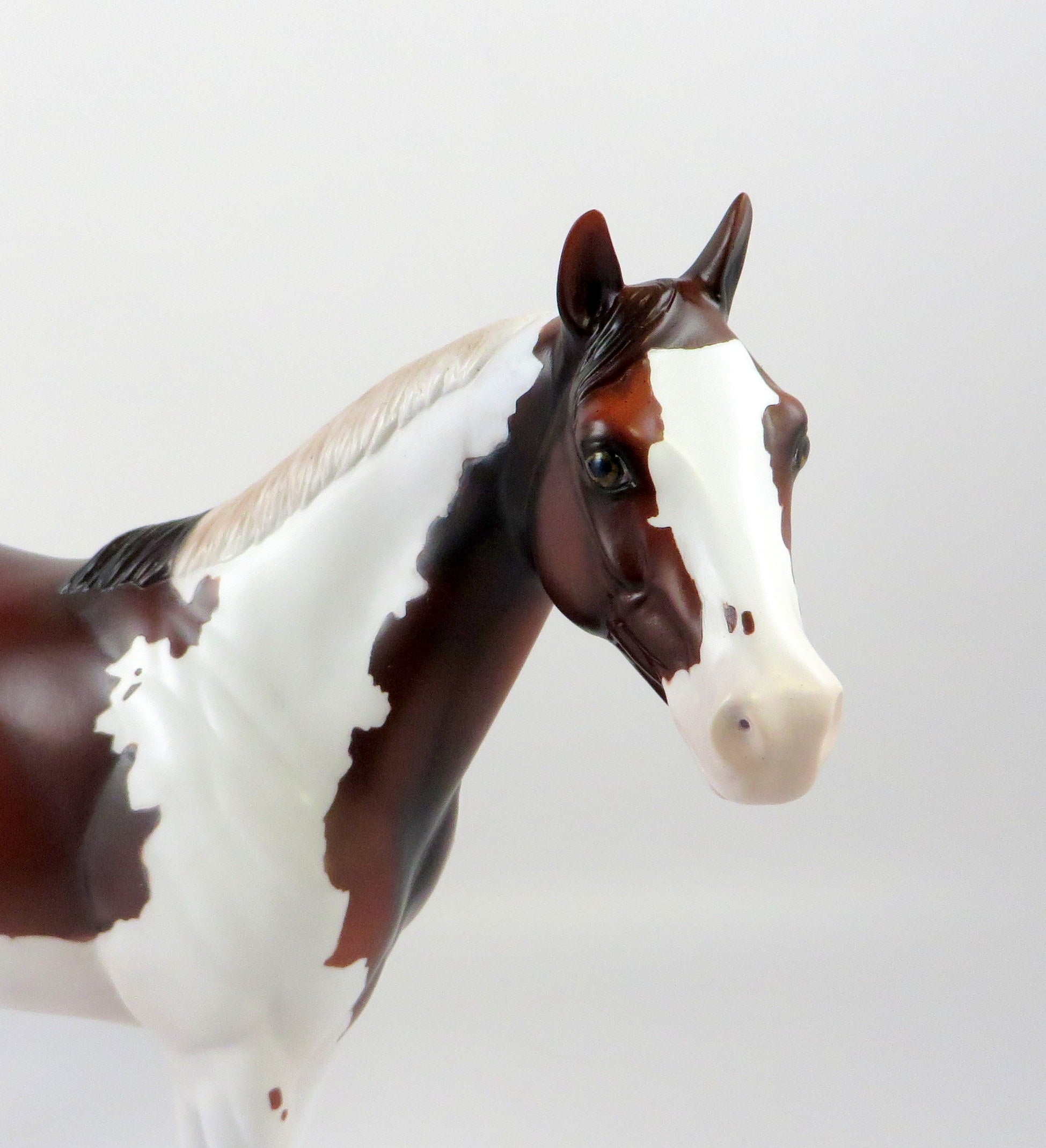 AFTERSHOCK - OOAK BAY PINTO ISH BY AMANDA HOSTETLER 6/27/19