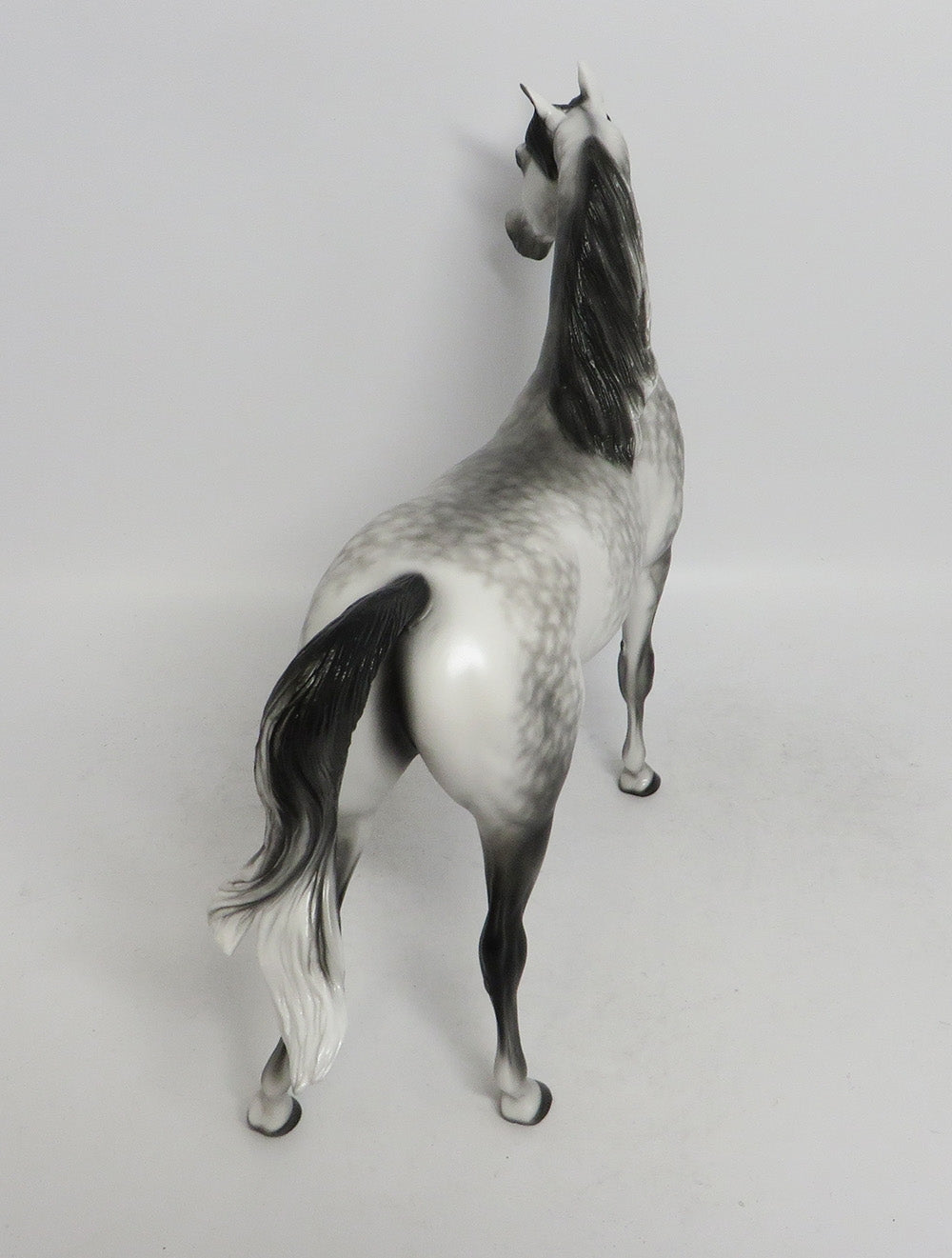SPOOKlEY- OOAK DAPPLED GREY BLACK POINTS 10/26/18