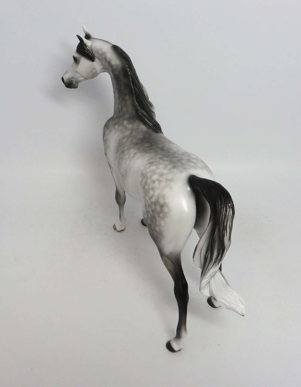 SPOOKlEY- OOAK DAPPLED GREY BLACK POINTS 10/26/18