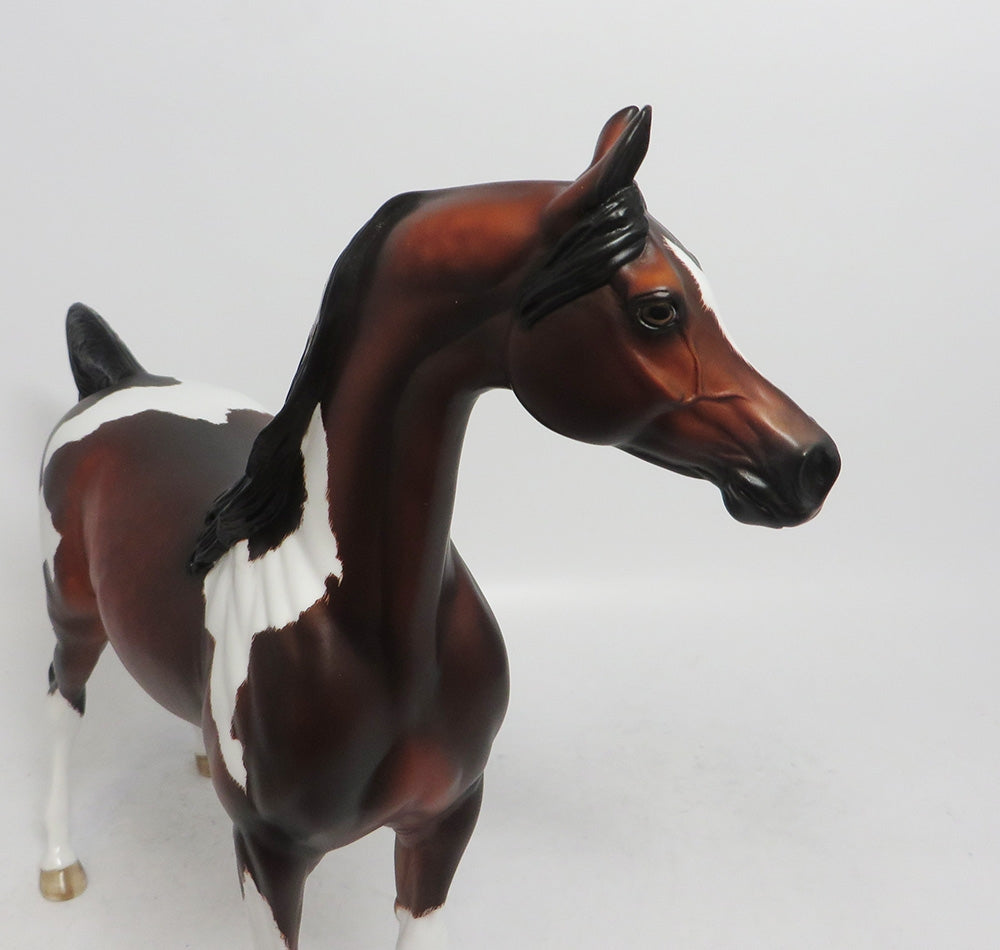 INSPECTOR KEMP- OOAK DAPPLED BAY TOBIANO ARABIAN 10/26/18