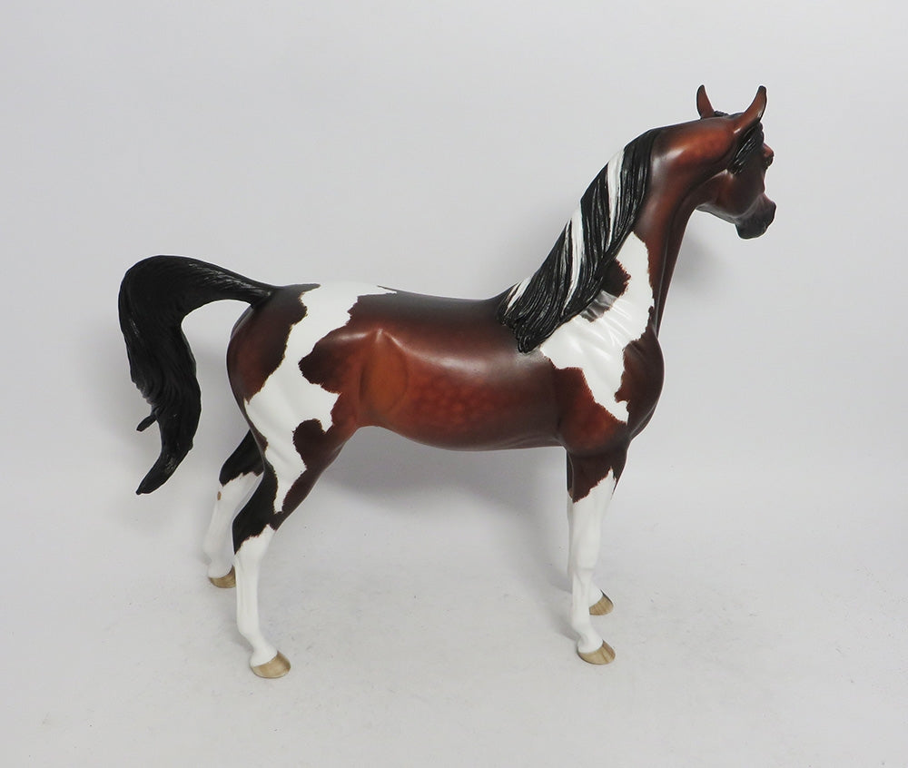 INSPECTOR KEMP- OOAK DAPPLED BAY TOBIANO ARABIAN 10/26/18
