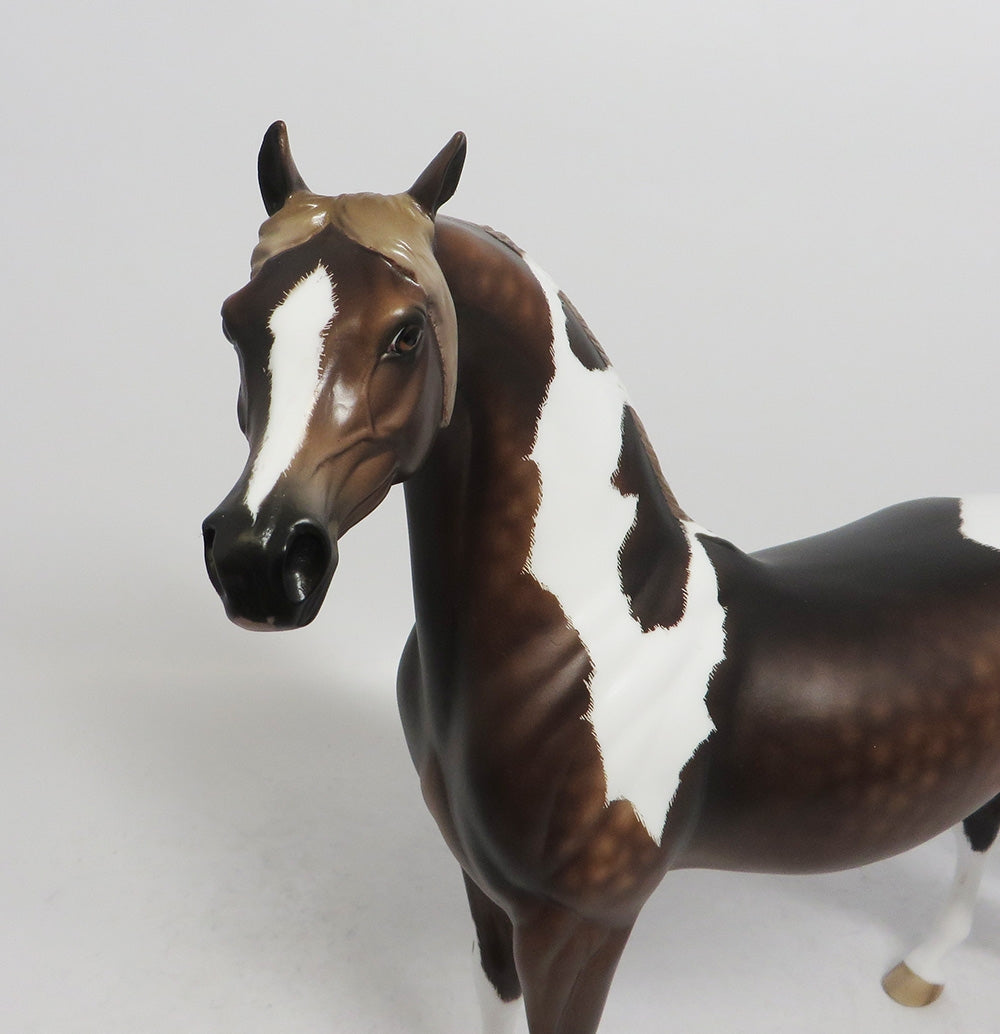 GOZER- OOAK CHOCOLATE SORREL TOBIANO ARABIAN 10/26/18