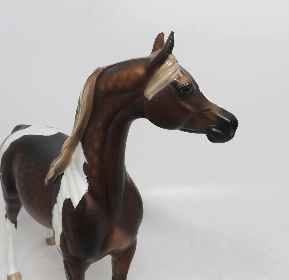 GOZER- OOAK CHOCOLATE SORREL TOBIANO ARABIAN 10/26/18