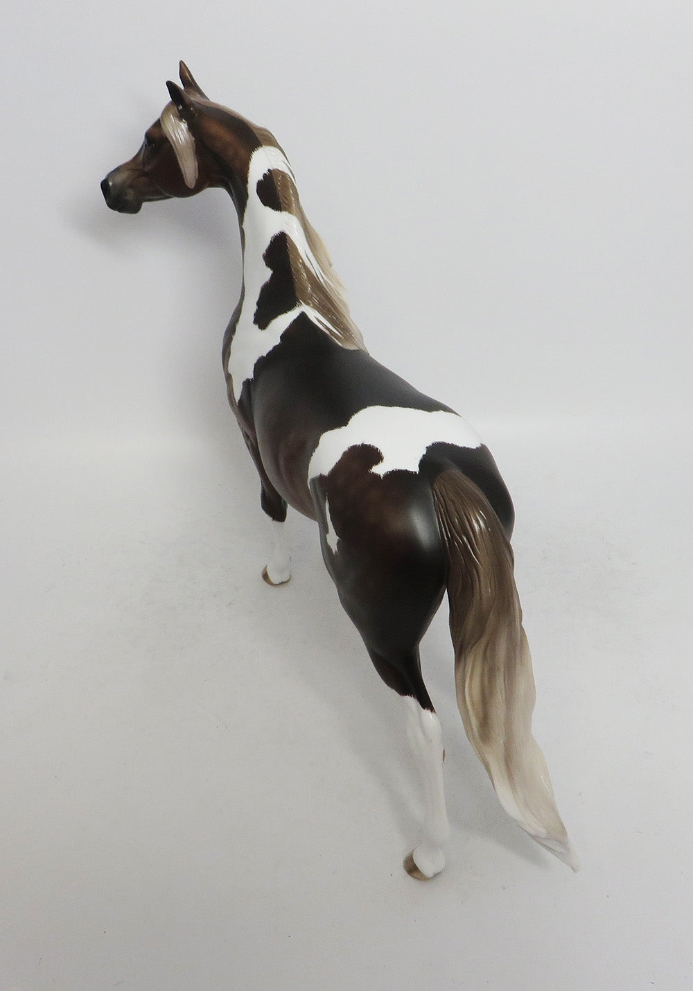 GOZER- OOAK CHOCOLATE SORREL TOBIANO ARABIAN 10/26/18
