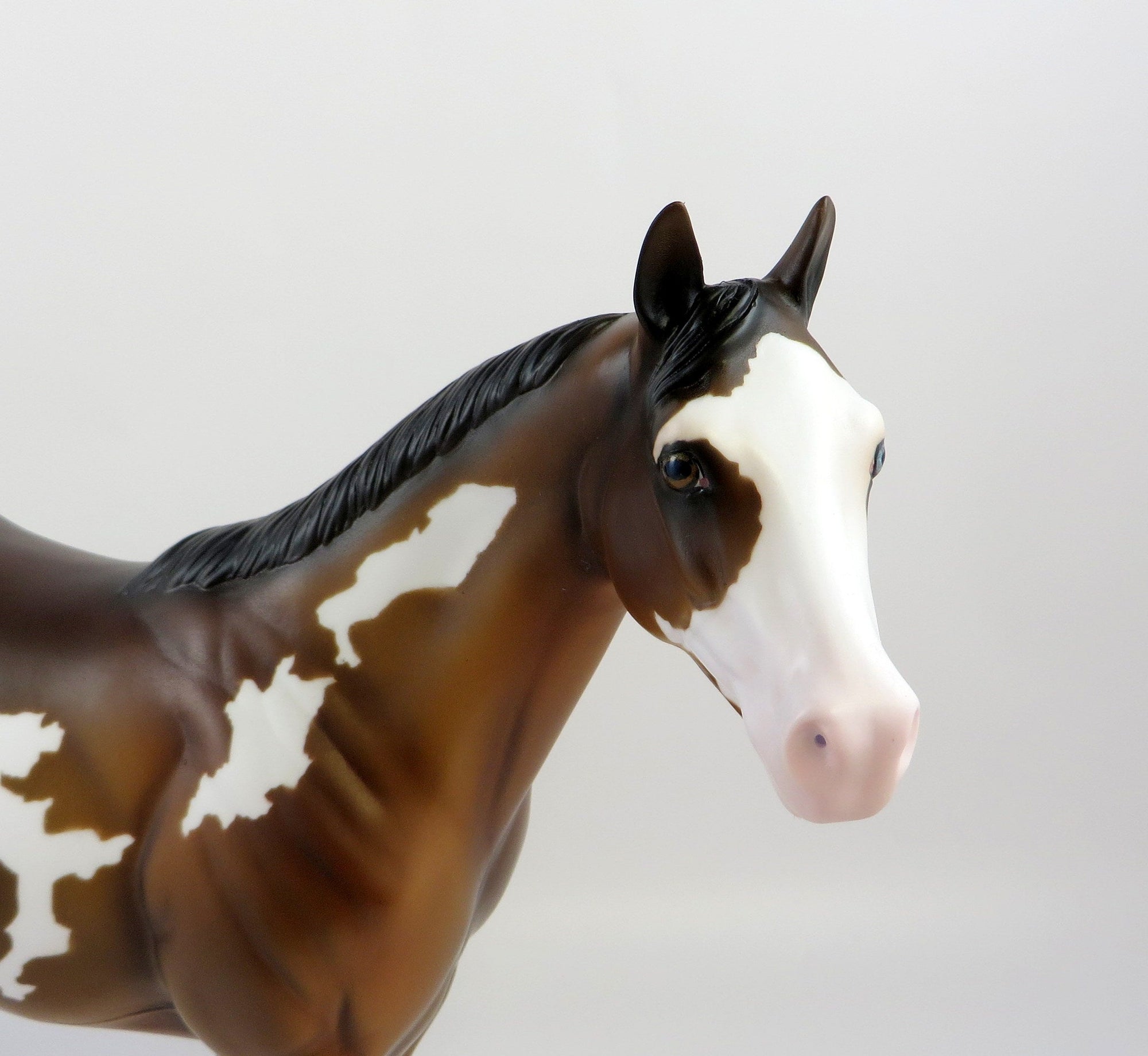 KNOX - OOAK BAY PINTO ISH MODEL HORSE BY KAYLA  WESSE 7/2/19