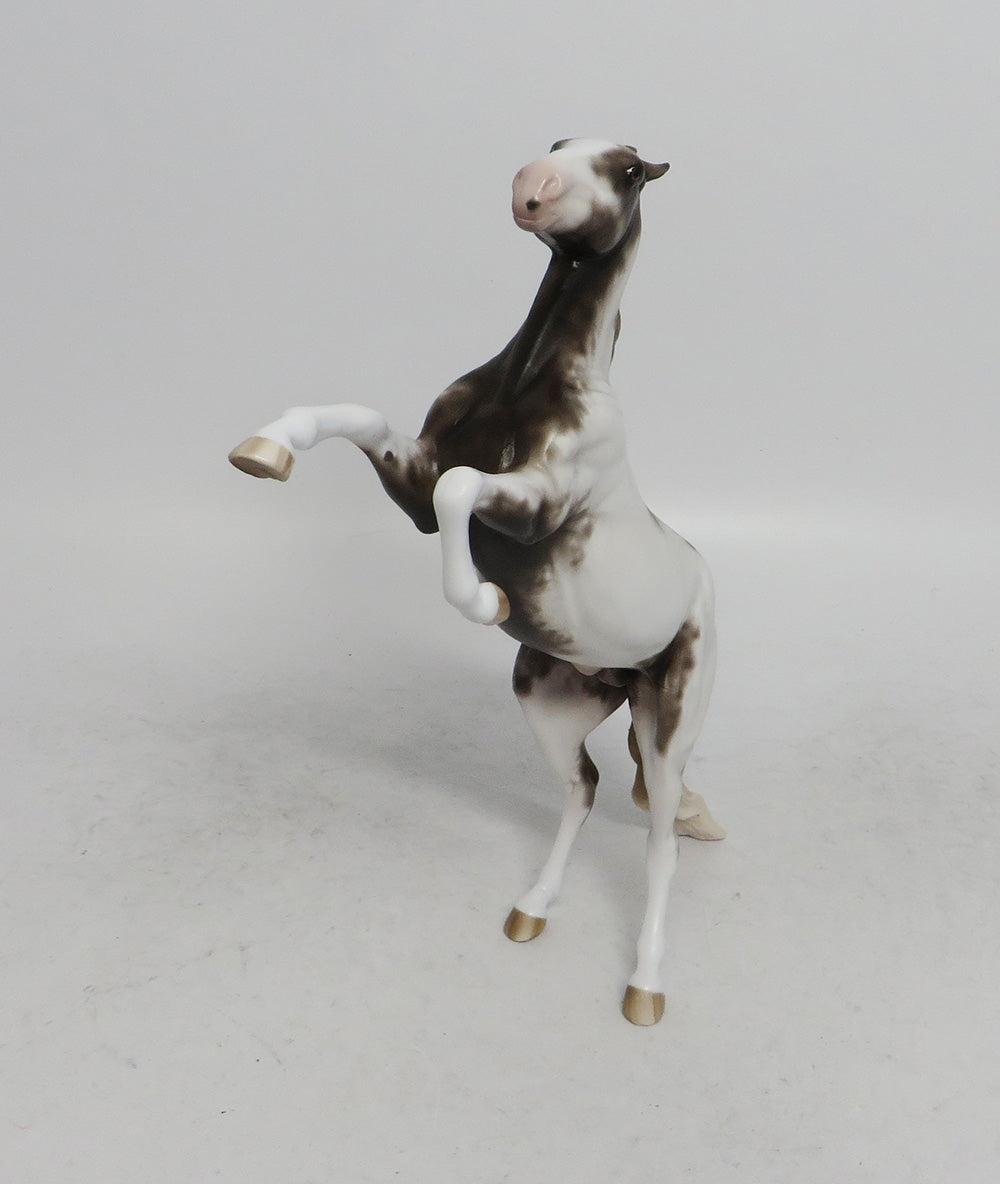 LET ME CLARIFY-OOAK LIVER CHESTNUT SABINO PEBBLES REARING CHIP 11/2/18