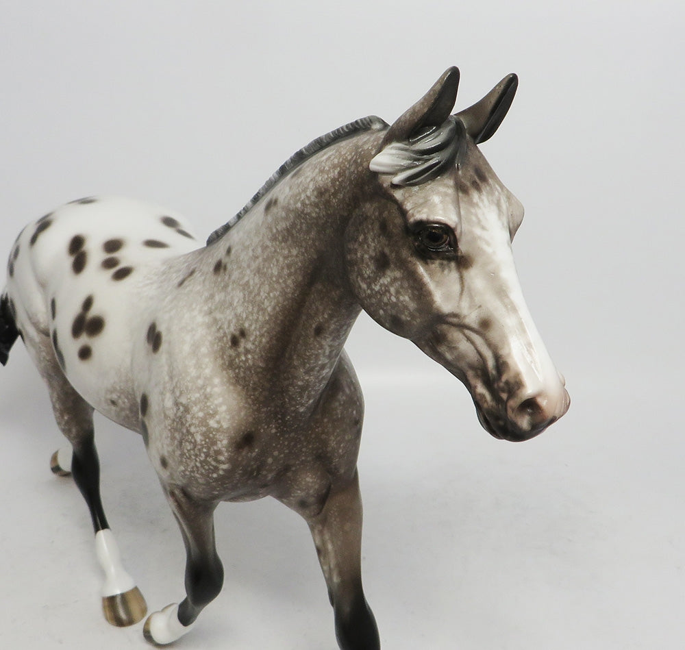 Appaloosa