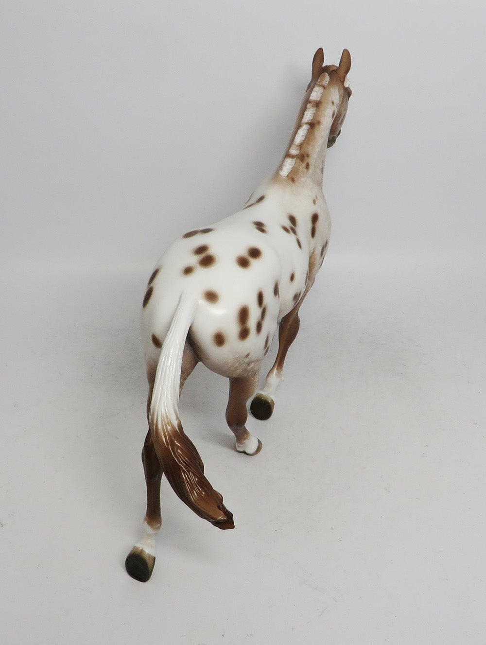 ALMA- OOAK CHESTNUT PALOUSE APPA;OOSA BY SHERYL LEISURE 11/9/18