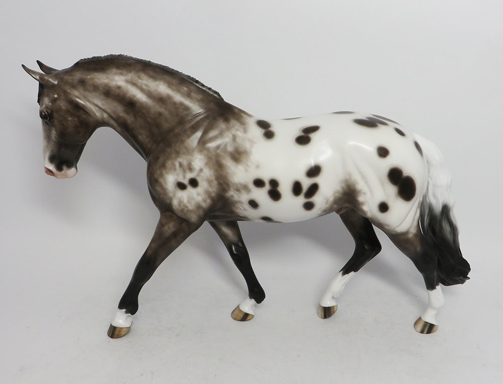 KELSEY-OOAK BAY APPALOOSA IRISH DRAFTER BY SHERYL LEISURE 11/2/18