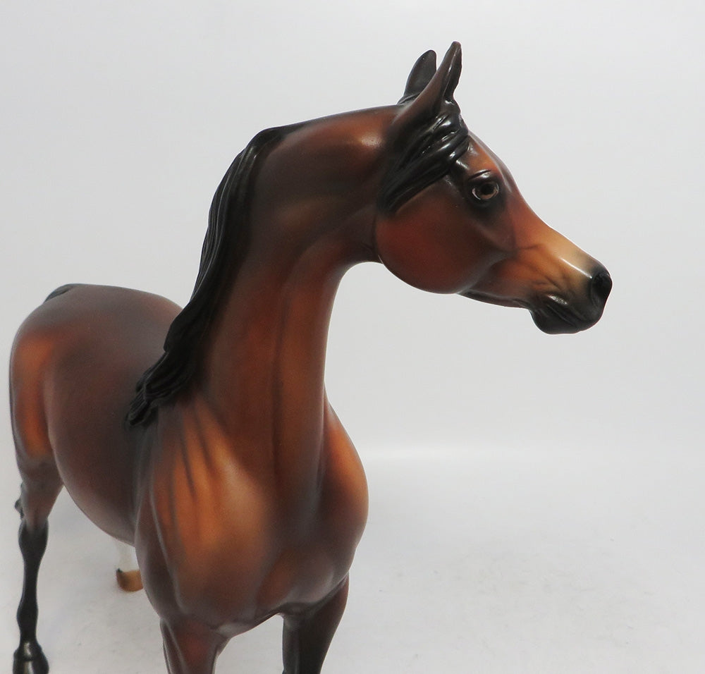 WISENHEIMER- LE-3 DAPPLE BAY ARABIAN 11/8/18