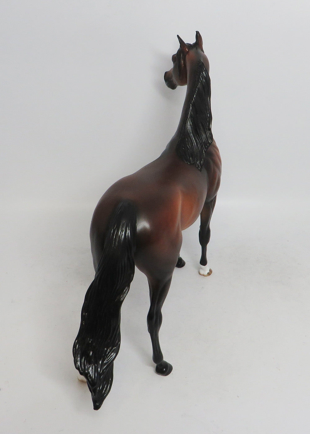 WISENHEIMER- LE-3 DAPPLE BAY ARABIAN 11/8/18