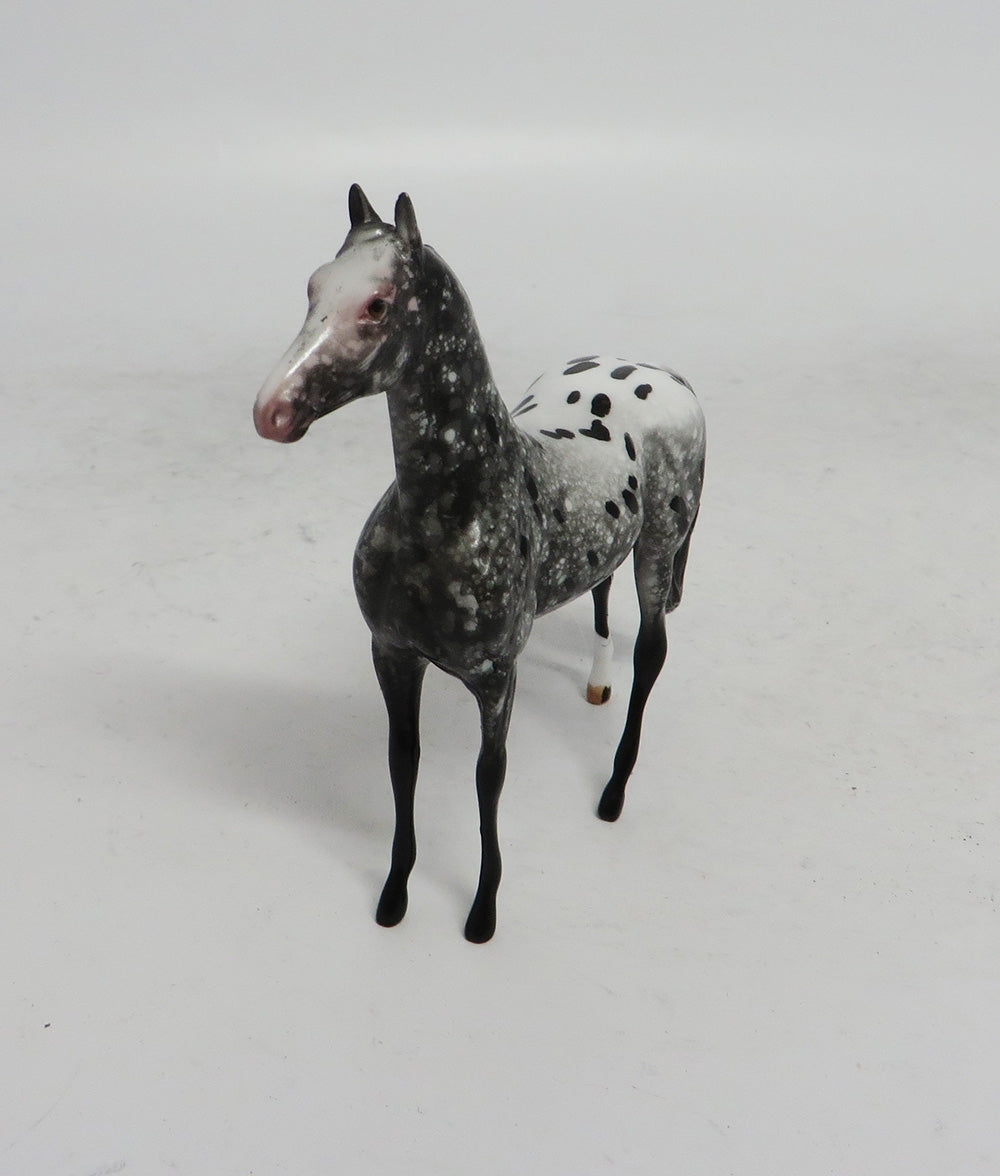 BLACK FRIDAY THANKFUL-LE-2 APPALOOSA MORGAN  CHIP BF 2018