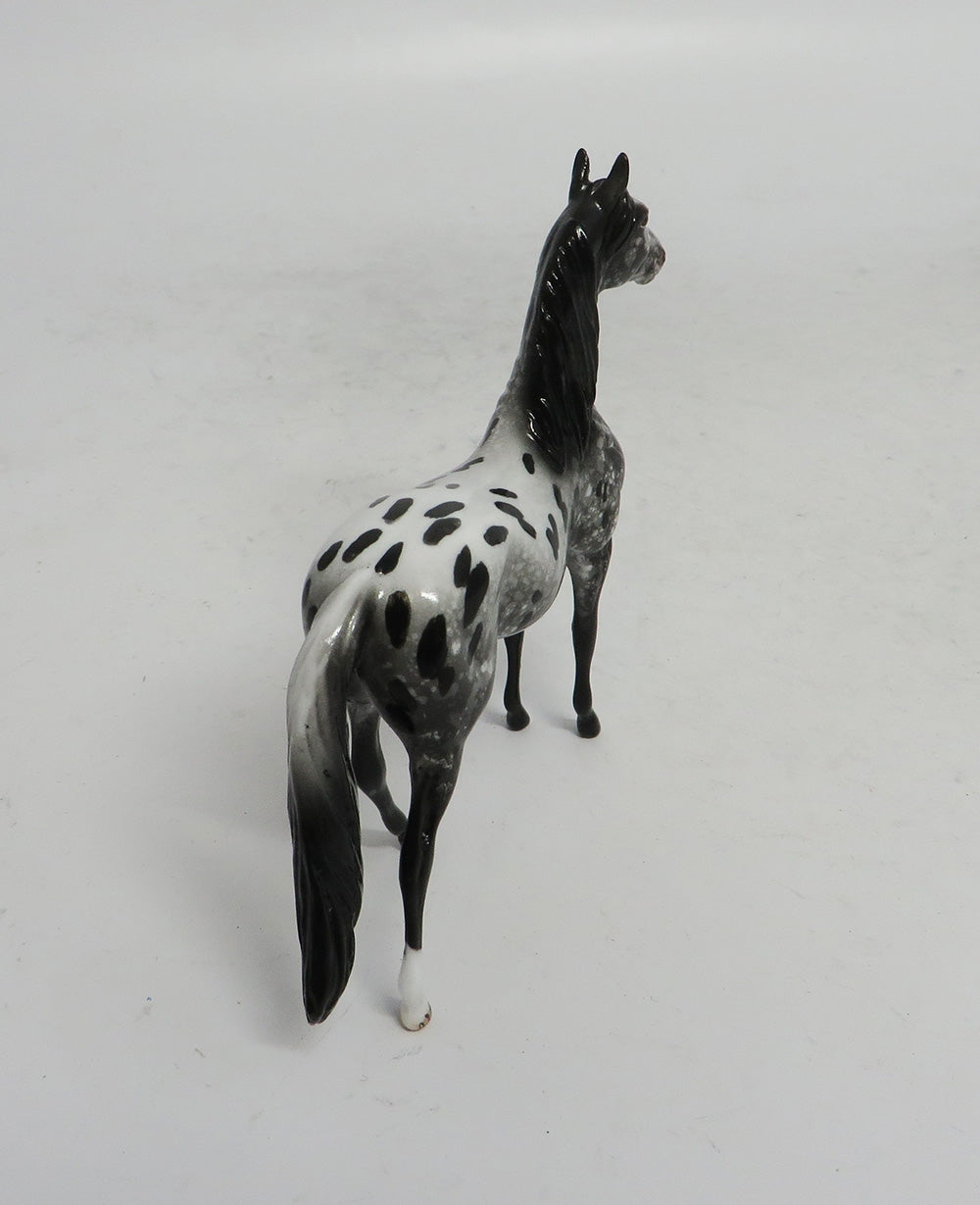 BLACK FRIDAY THANKFUL-LE-2 APPALOOSA MORGAN  CHIP BF 2018