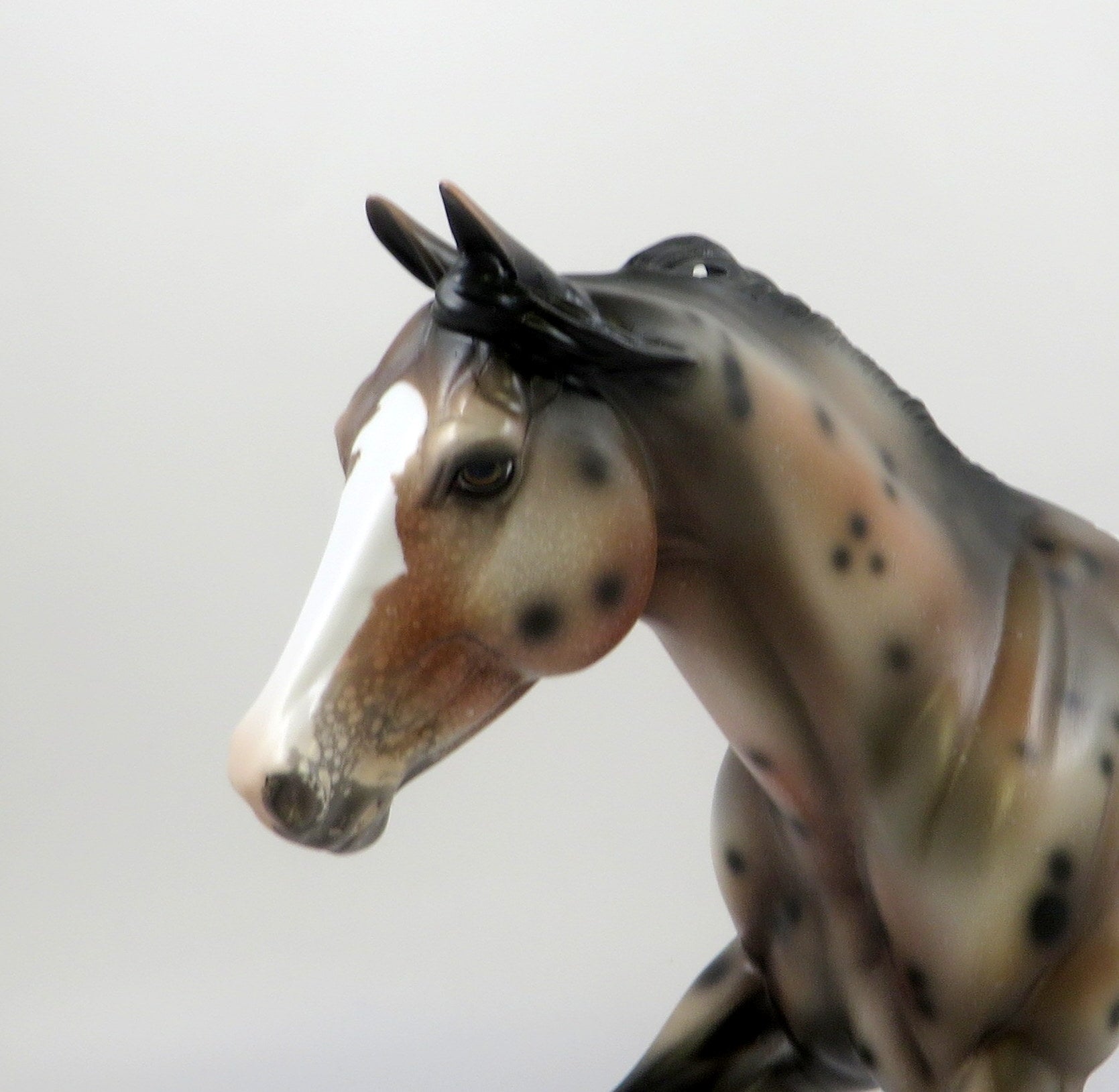 POSSIBLY ME-OOAK SPOTTED BAY APPALOOSA FOUNDATION QUARTER HORSE 7/22