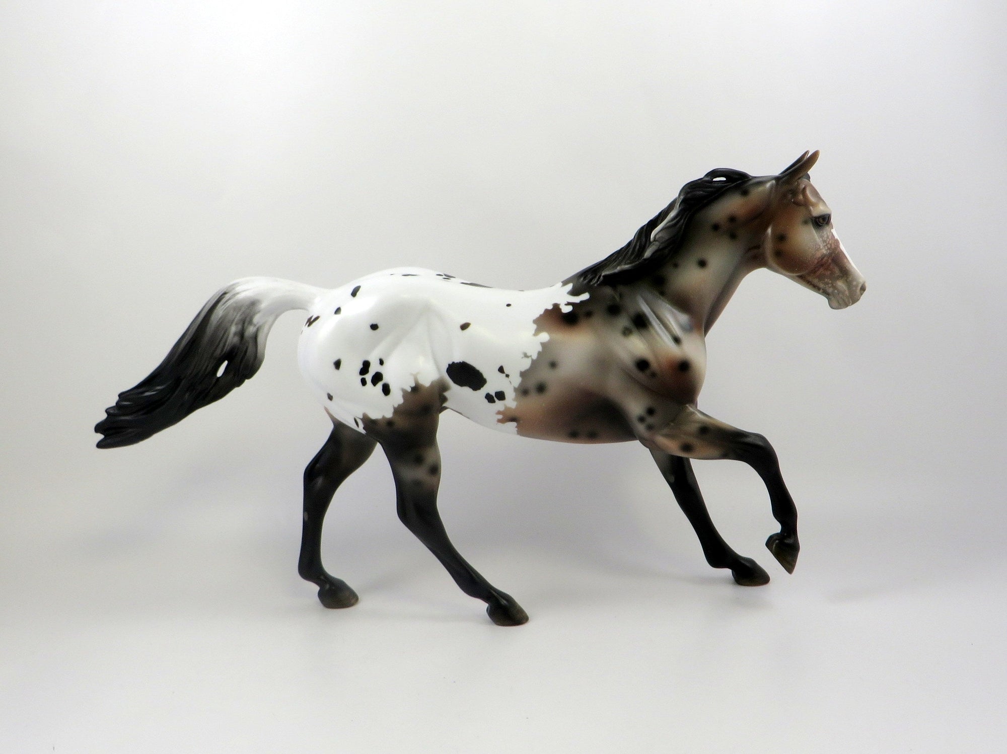 POSSIBLY ME-OOAK SPOTTED BAY APPALOOSA FOUNDATION QUARTER HORSE 7/22